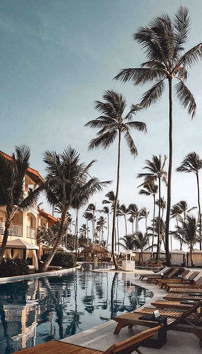 Poolside palm